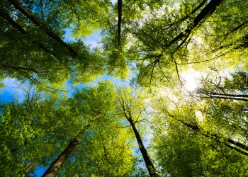 Miyawaki Forest